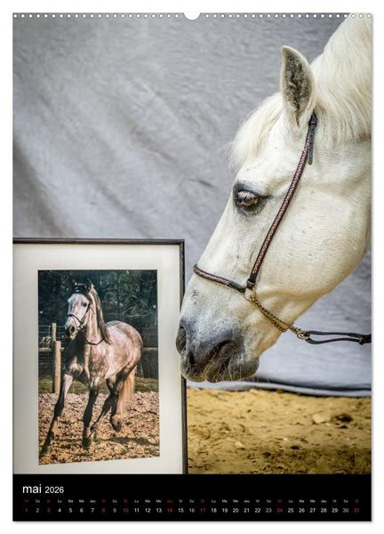 Produktbild: Chevaux en Portraits (Calendrier mural 2026 DIN A2 horizontal) calendrier de bureau
