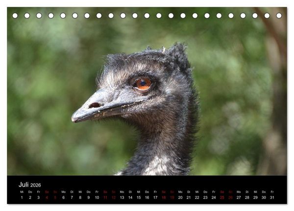 Produktbild: Australian Wildlife (Tischkalender 2026 DIN A5 quer), CALVENDO Monatskalender