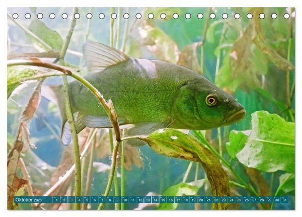 Produktbild: Fische in Teichen und Fl&uuml;ssen (Tischkalender 2026 DIN A5 quer), CALVENDO Monatskalender
