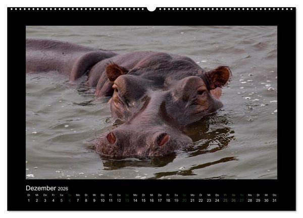 Produktbild: Wilde Tiere Afrikas (hochwertiger Premium Wandkalender 2026 DIN A2 quer), Kunstdruck in Hochglanz