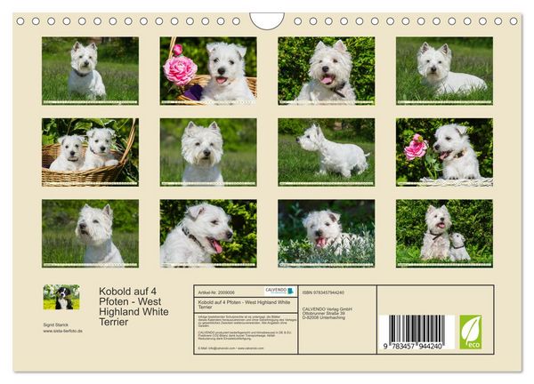 Produktbild: Kobold auf 4 Pfoten - West Highland White Terrier (Wandkalender 2026 DIN A4 quer), CALVENDO Monatskalender