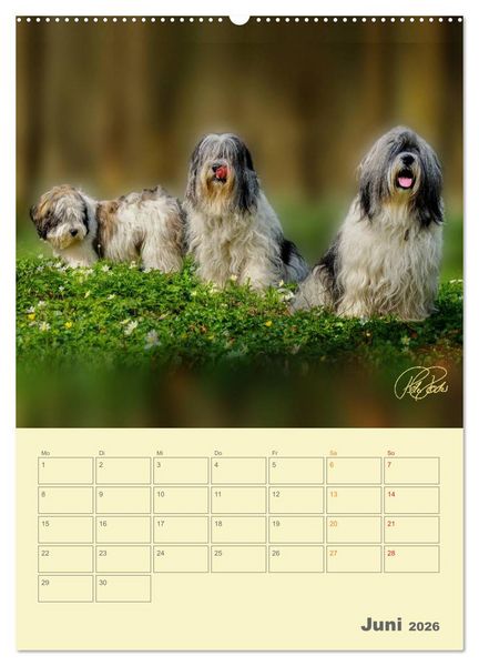 Produktbild: PON-Welpen - jeder Tag ein gro&szlig;es Abenteuer / Planer (hochwertiger Premium Wandkalender 2026 DIN A2 hoch), Kunstdruck in Hochglanz