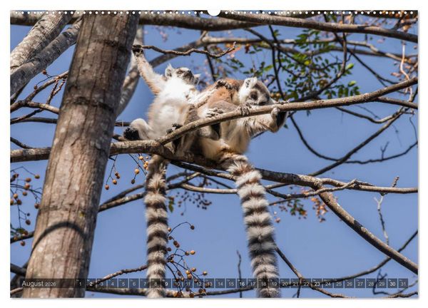 Produktbild: Tierisches Madagaskar (Wandkalender 2026 DIN A2 quer), CALVENDO Monatskalender