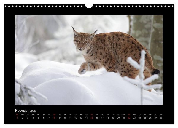 Produktbild: Wolf, Luchs und Co. - Tierbilder aus dem Bayerischen Wald (Wandkalender 2026 DIN A3 quer), CALVENDO Monatskalender