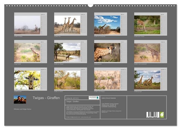 Produktbild: Twigas - Giraffen (Wandkalender 2026 DIN A2 quer), CALVENDO Monatskalender