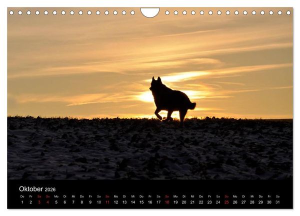 Produktbild: Sibirische Huskys aus Deutschland (Wandkalender 2026 DIN A4 quer), CALVENDO Monatskalender