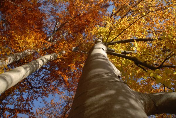 Produktbild: Das gr&uuml;ne Wunder - Unser Wald
