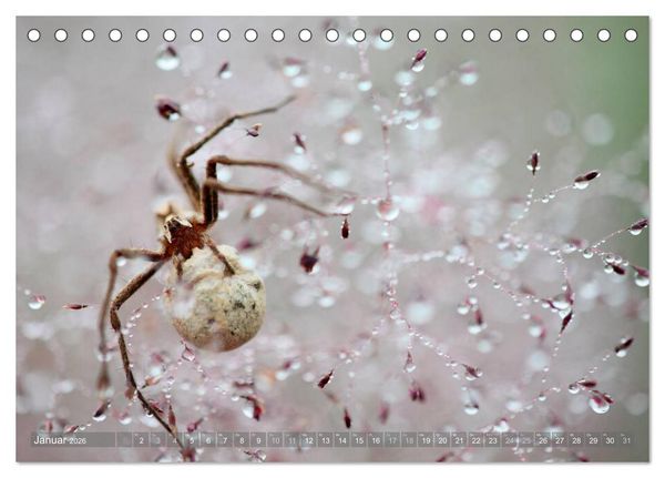 Produktbild: Wundersch&ouml;ne Spinnen (Tischkalender 2026 DIN A5 quer), CALVENDO Monatskalender