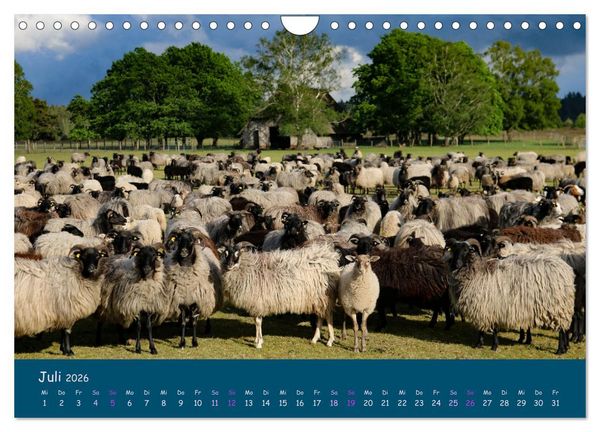 Produktbild: Heidschnucken, die pr&auml;chtigen Schafe der L&uuml;neburger Heide (Wandkalender 2026 DIN A4 quer), CALVENDO Monatskalender