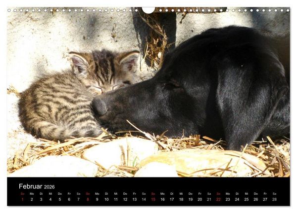 Produktbild: Der schwarze Hund und seine Freunde (Wandkalender 2026 DIN A3 quer), CALVENDO Monatskalender