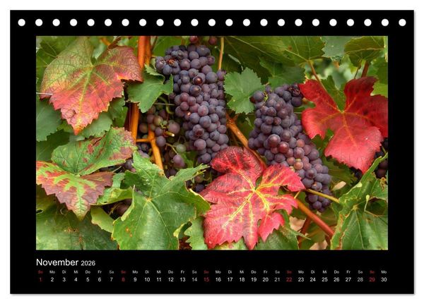 Produktbild: Wein - Reben, Wingerte und historische Weinkeller (Tischkalender 2026 DIN A5 quer), CALVENDO Monatskalender