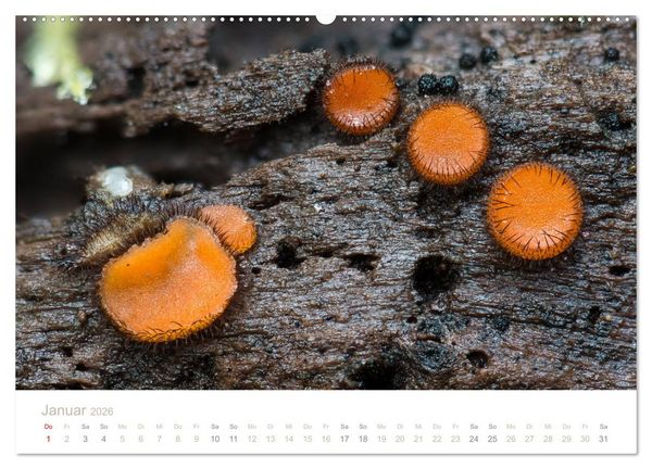 Produktbild: FASZINATION PILZE 2026 (Wandkalender 2026 DIN A2 quer), CALVENDO Monatskalender