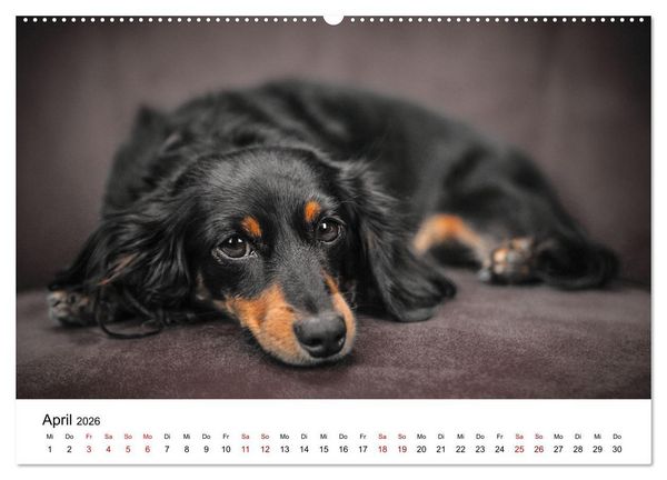 Produktbild: Total gechillte Hunde (Wandkalender 2026 DIN A2 quer), CALVENDO Monatskalender