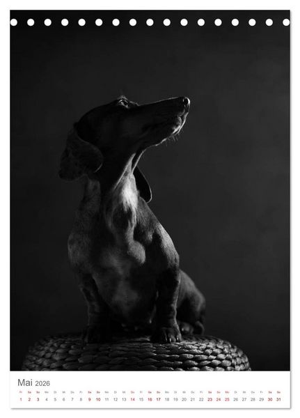 Produktbild: Fine Art Hundeportraits (Tischkalender 2026 DIN A5 hoch), CALVENDO Monatskalender