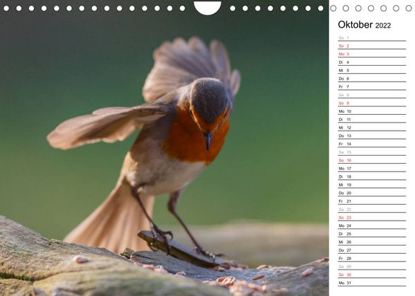 Produktbild: Gefiederte Sch&ouml;nheiten in Aktion (Wandkalender 2022 DIN A4 quer)