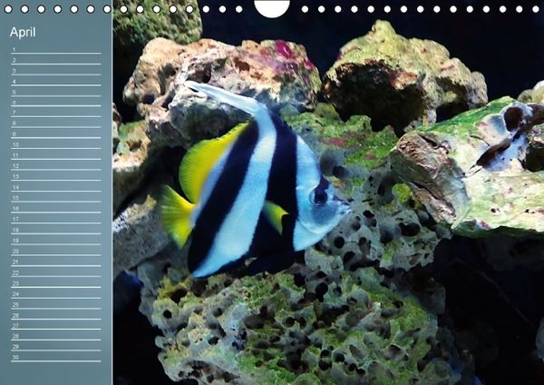 Produktbild: Bunte Riffbewohner - Fische, Anemonen und noch viel mehr (Wandkalender immerw&auml;hrend DIN A4 quer)