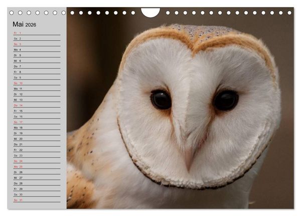 Produktbild: Eulen. W&auml;chter der Nacht (Wandkalender 2026 DIN A4 quer), CALVENDO Monatskalender