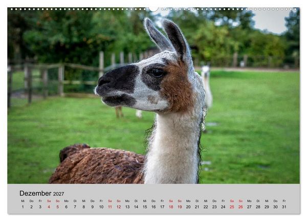 Produktbild: Unter Lamas und Alpakas (hochwertiger Premium Wandkalender 2027 DIN A2 quer), Kunstdruck in Hochglanz