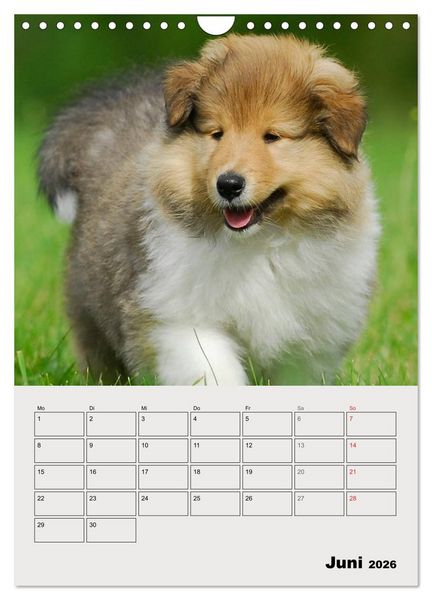 Produktbild: Collies - Freunde f&uuml;r&acute;s Leben (Wandkalender 2026 DIN A4 hoch), CALVENDO Monatskalender