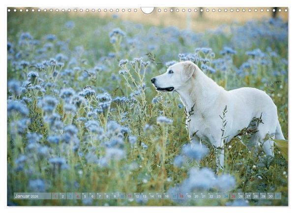 Produktbild: Faszination Labrador - gelb, foxred, schwarz (Wandkalender 2026 DIN A3 quer), CALVENDO Monatskalender