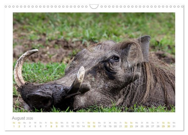 Produktbild: Ein L&auml;cheln f&uuml;r die Tierwelt (Wandkalender 2026 DIN A3 quer), CALVENDO Monatskalender