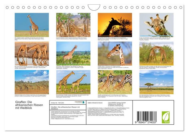 Produktbild: Giraffen: Die afrikanischen Riesen mit Weitblick (Wandkalender 2026 DIN A4 quer), CALVENDO Monatskalender