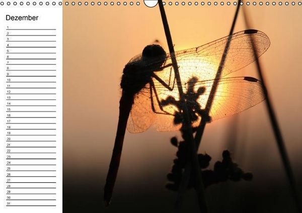 Produktbild: Libellen Geburtstagskalender (Wandkalender immerw&auml;hrend DIN A3 quer)