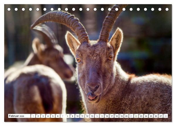 Produktbild: Steinb&ouml;cke - imposante Tiere (Tischkalender 2026 DIN A5 quer), CALVENDO Monatskalender