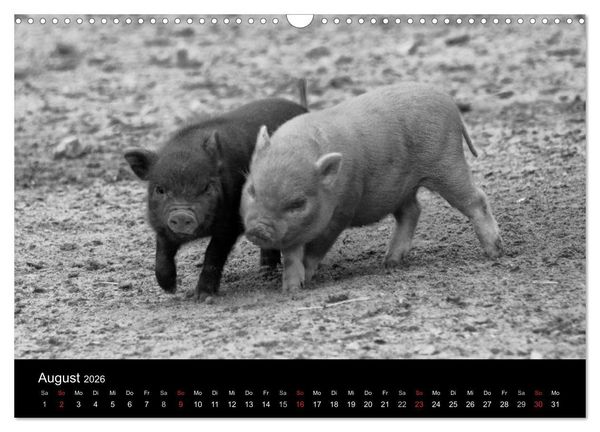 Produktbild: Das Leben der Schweine (Wandkalender 2026 DIN A3 quer), CALVENDO Monatskalender