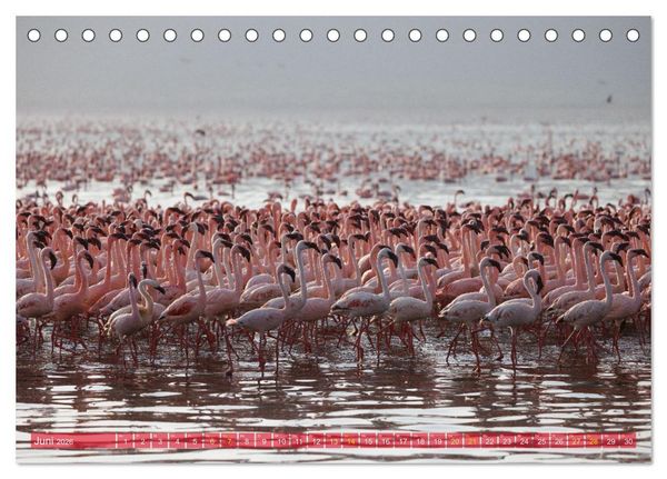 Produktbild: Flamingos am Lake Bogoria - Kenia (Tischkalender 2026 DIN A5 quer), CALVENDO Monatskalender
