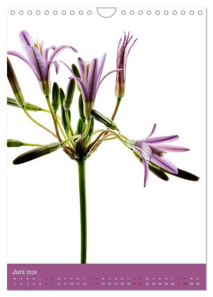Produktbild: Nat&uuml;rlich Blumen. (Wandkalender 2026 DIN A4 hoch), CALVENDO Monatskalender