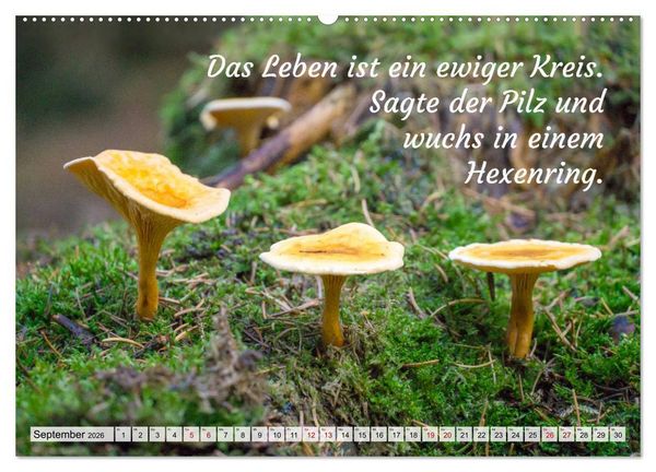 Produktbild: Junge, was hast du`s eilig (Wandkalender 2026 DIN A2 quer), CALVENDO Monatskalender