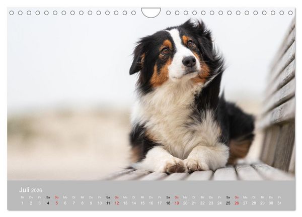 Produktbild: Australian Shepherd 2026 (Wandkalender 2026 DIN A4 quer), CALVENDO Monatskalender