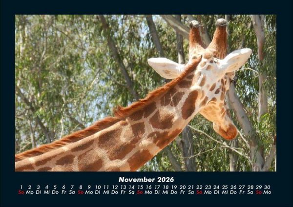 Produktbild: Giraffen 2026 Fotokalender DIN A4