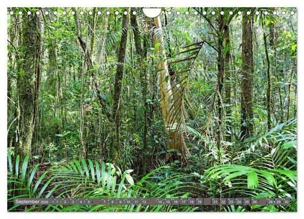 Produktbild: Im Regenwald von Borneo (Wandkalender 2026 DIN A4 quer), CALVENDO Monatskalender