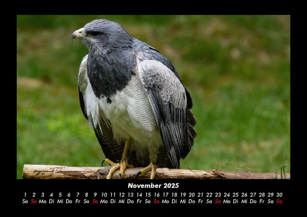 Produktbild: Welt der V&ouml;gel 2025 Fotokalender DIN A3