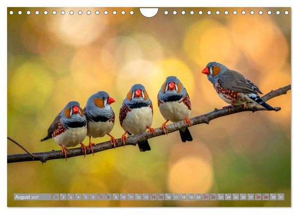 Produktbild: Zebrafinken Abenteuer (Wandkalender 2027 DIN A4 quer), CALVENDO Monatskalender