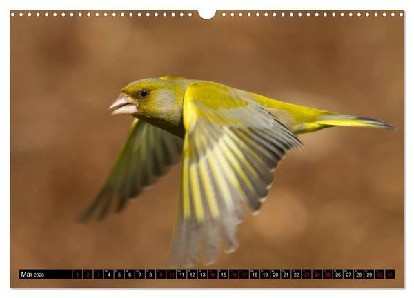 Produktbild: V&ouml;gel aus dem Garten (Wandkalender 2026 DIN A3 quer), CALVENDO Monatskalender