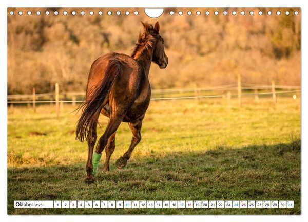 Produktbild: Durch das Jahr mit der Trakehner-Stute Fleur (Wandkalender 2026 DIN A4 quer), CALVENDO Monatskalender