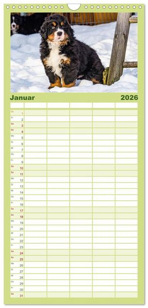 Produktbild: Familienplaner 2026 - Berner Sennenhund Welpen - Bezaubernde Pl&uuml;schb&auml;rchen mit 5 Spalten (Wandkalender, 21 x 45 cm) CALVENDO