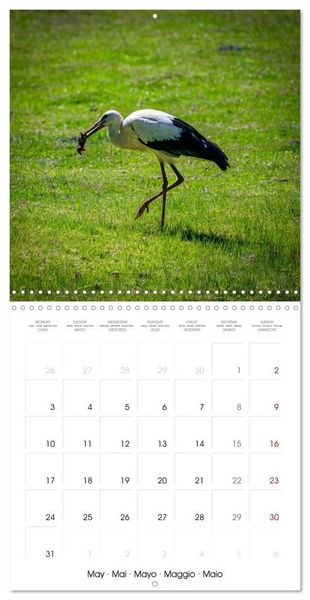 Produktbild: Whispers of Wings (Wall Calendar 2027 12 &times; 12 Inch) CALVENDO 12 Month Wall Calendar