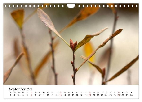 Produktbild: Unterwegs im Teufelsmoor (Wandkalender 2026 DIN A4 quer), CALVENDO Monatskalender