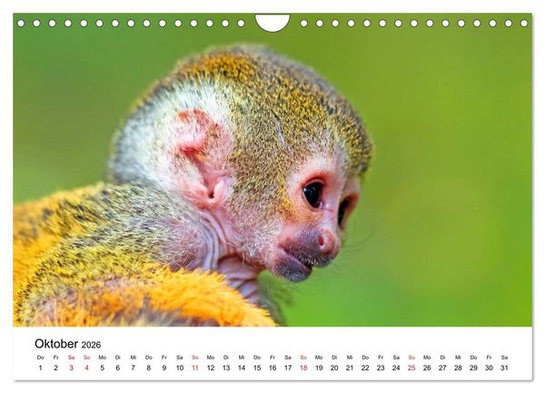 Produktbild: Totenkopfaffen (Wandkalender 2026 DIN A4 quer), CALVENDO Monatskalender