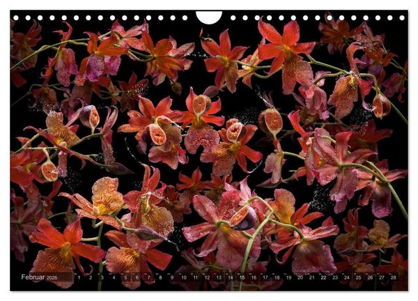 Produktbild: Orchidea (Wandkalender 2026 DIN A4 quer), CALVENDO Monatskalender