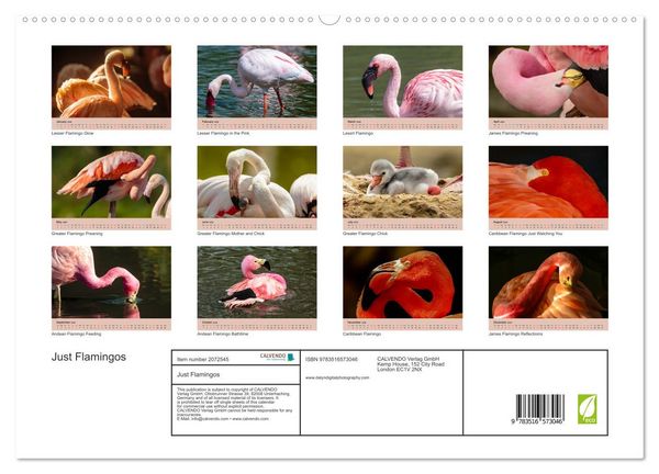 Produktbild: Just Flamingos (High Quality Premium Wall Calendar 2026 DIN A2 landscape),CALVENDO 12 Month Wall Calendar