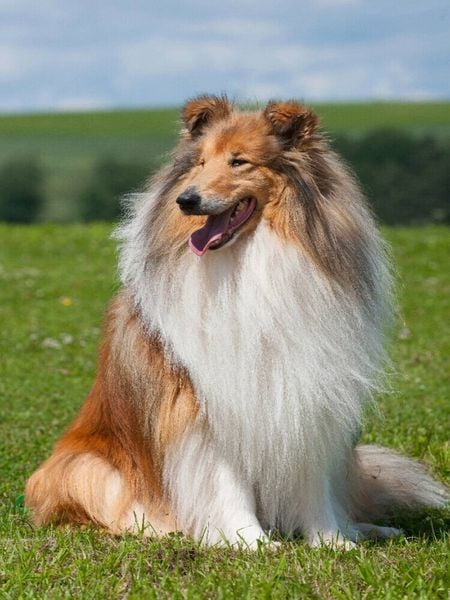 Produktbild: CALVENDO Puzzle Ein Motiv aus dem Kalender Collie 2017 | 1000 Teile Lege-Gr&ouml;&szlig;e 64x48cm Foto-Puzzle f&uuml;r gl&uuml;ckliche Stunden
