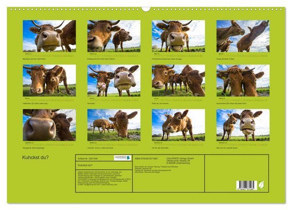 Produktbild: Kuhckst du? (Wandkalender 2026 DIN A2 quer), CALVENDO Monatskalender