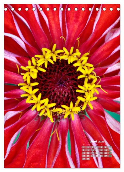 Produktbild: Zinnien im Garten (Tischkalender 2026 DIN A5 hoch), CALVENDO Monatskalender