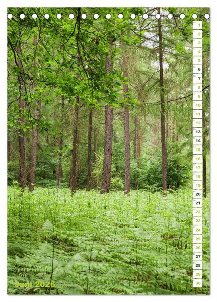 Produktbild: EIFEL - Kraftorte Wald und Wasser (Tischkalender 2026 DIN A5 hoch), CALVENDO Monatskalender