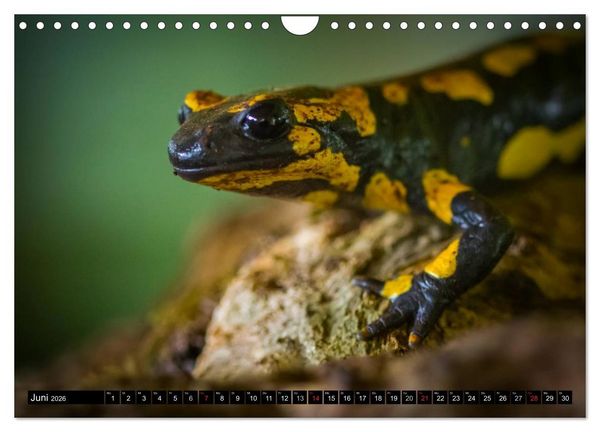 Produktbild: Salamander und Co. (Wandkalender 2026 DIN A4 quer), CALVENDO Monatskalender